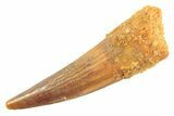 Juvenile Fossil Spinosaurus Tooth - Real Dinosaur Tooth #297327-1